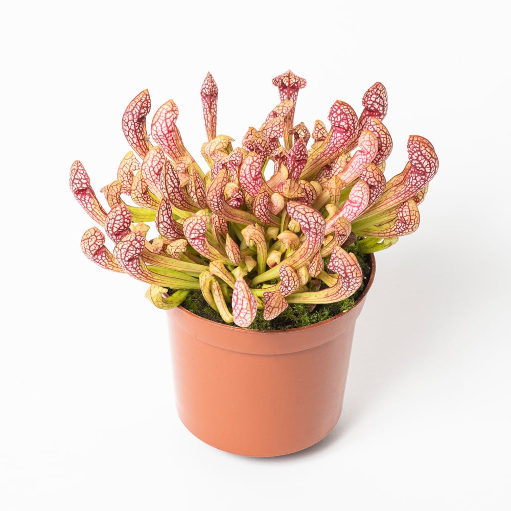 S. 'Scarlet Belle'