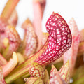 S. 'Scarlet Belle'