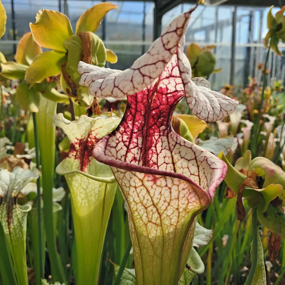 x moorei seedgrown