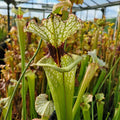 x moorei seedgrown