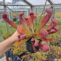 x formosa giant form seedgrown