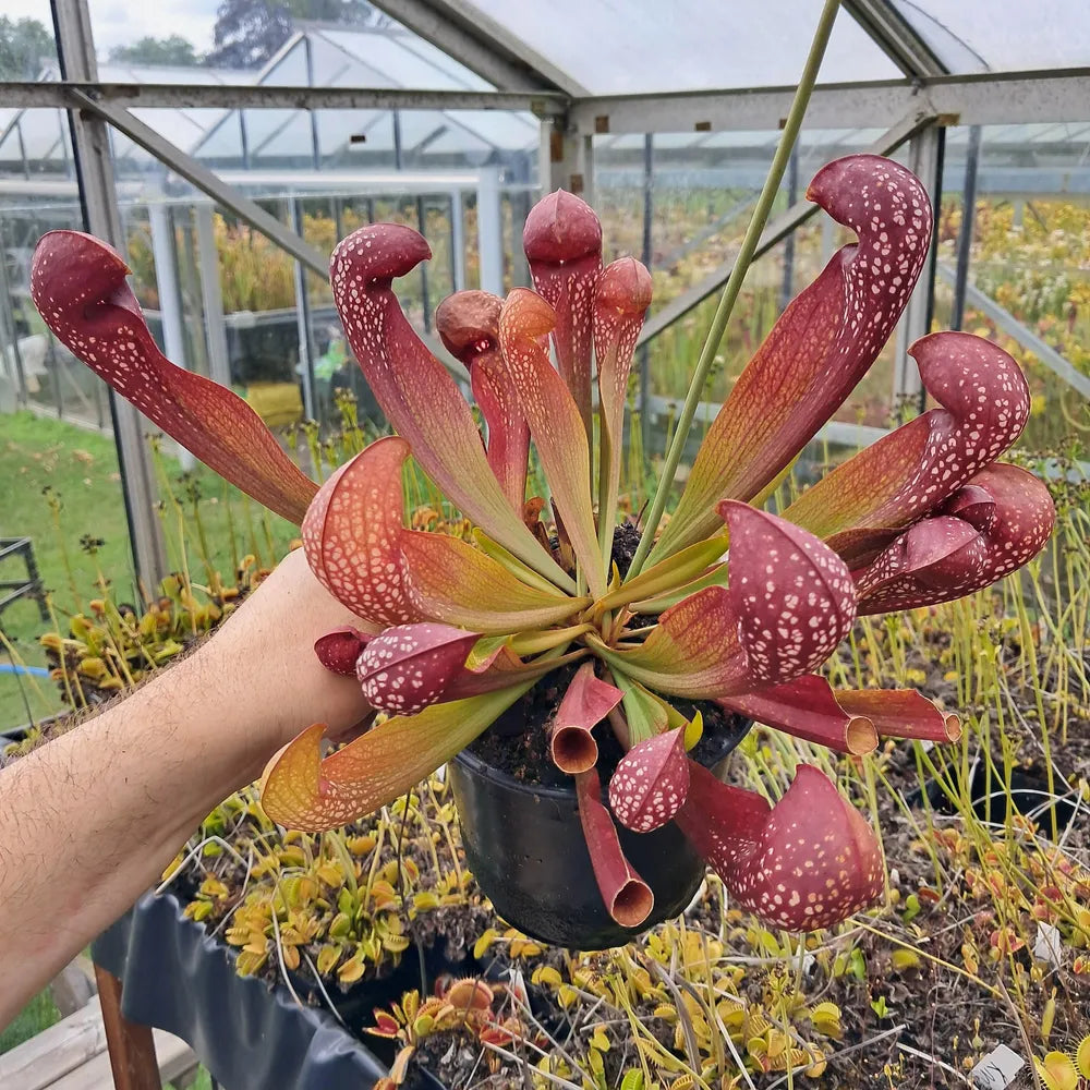x formosa giant form seedgrown