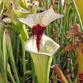 x moorei seedgrown