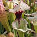 x moorei seedgrown