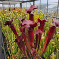 x catesbaei all red seedgrown
