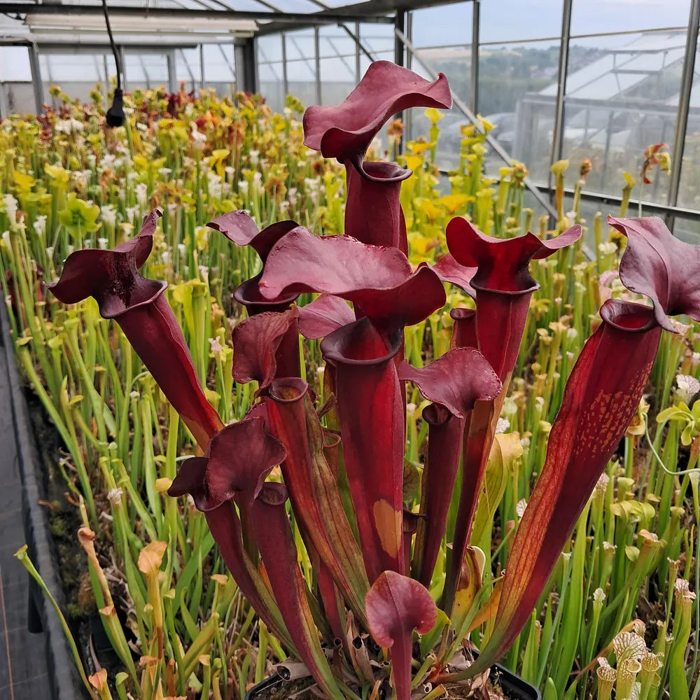 x catesbaei all red seedgrown