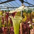 x moorei seedgrown