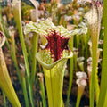x moorei seedgrown