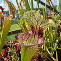 (leucophylla x oreophila) x WWK aus Samen gezogen