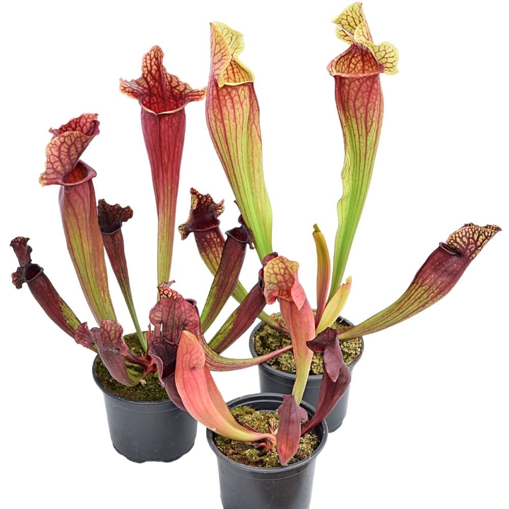 Winterhartes Sarracenia-Paket