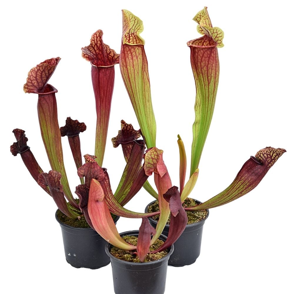 Winterhartes Sarracenia-Paket