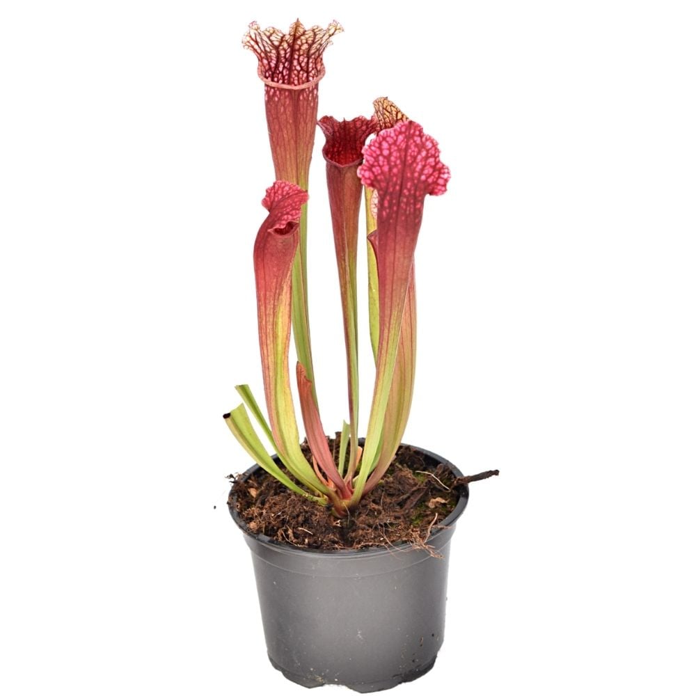 S. "Super Pink"