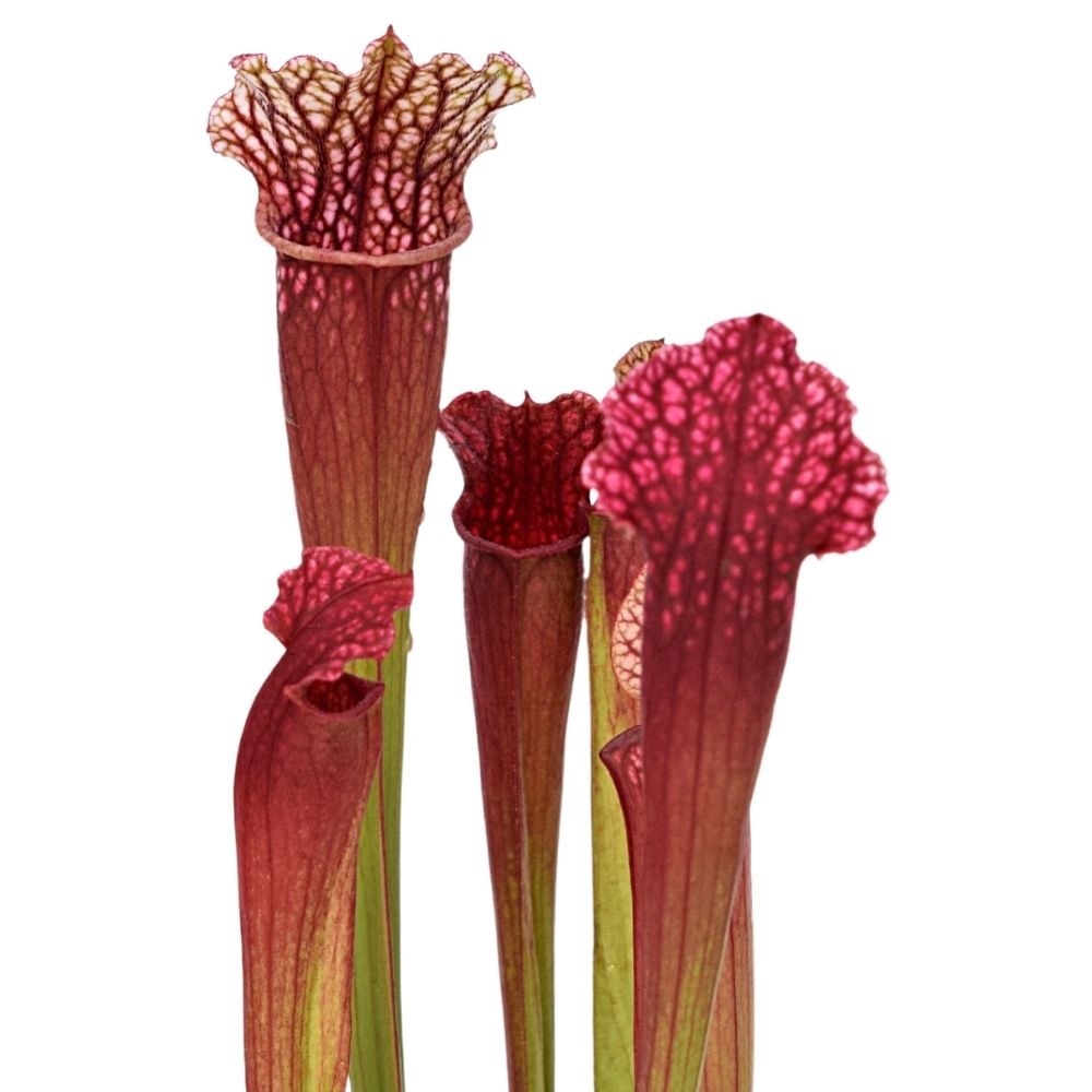 S. "Super Pink"