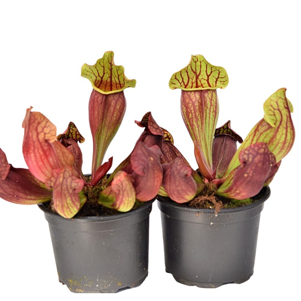 Pitcher Plant