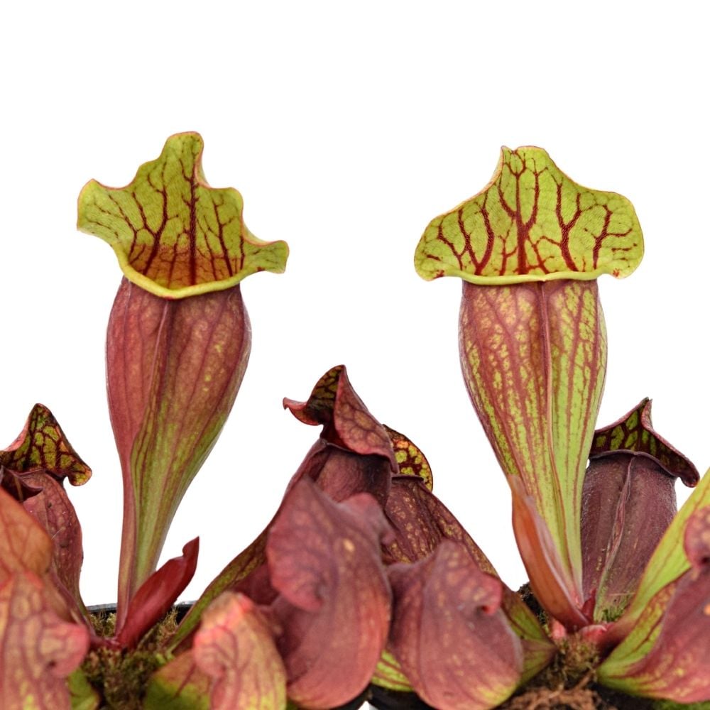 Pitcher Plant