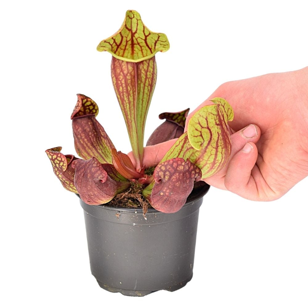 Pitcher Plant