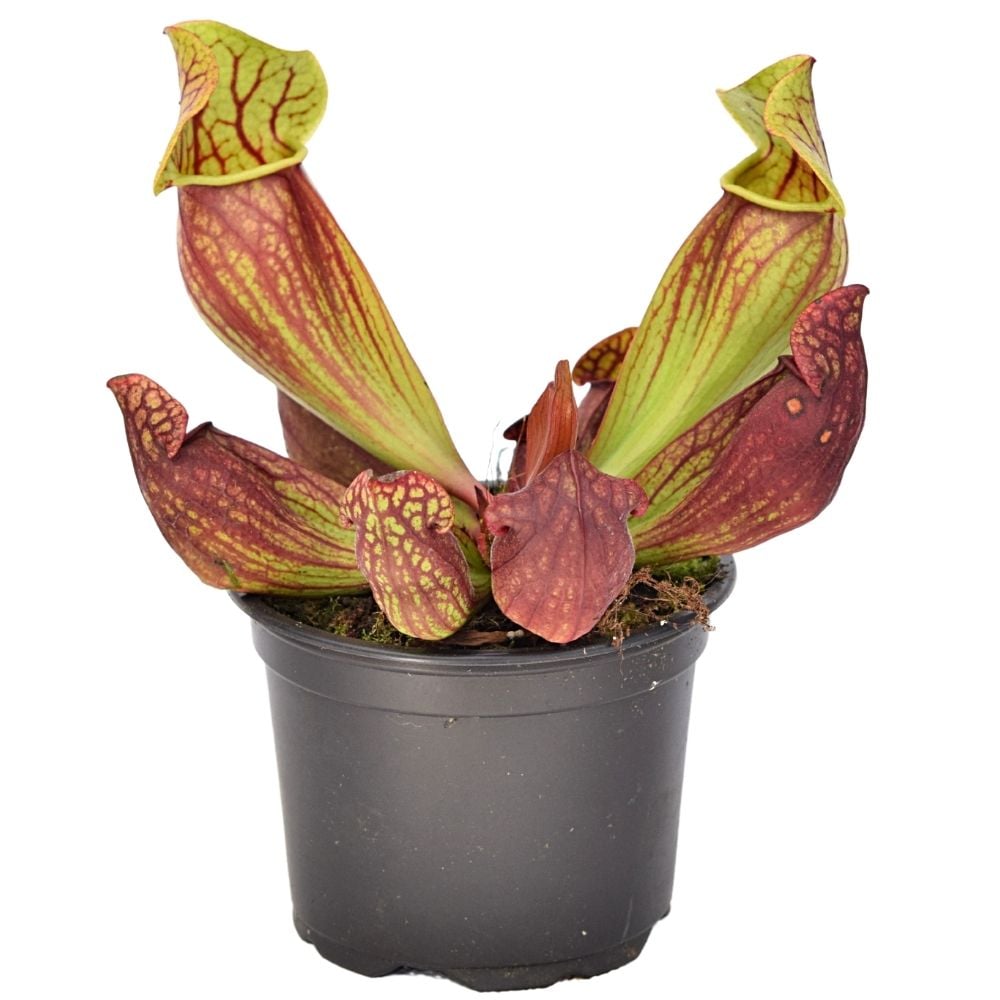 Pitcher Plant
