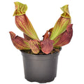 Pitcher Plant