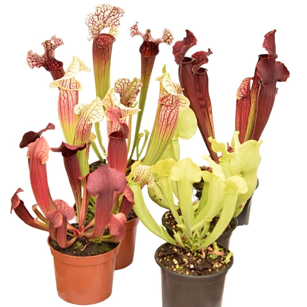 Pakket Sarracenia hybriden winterhard groot