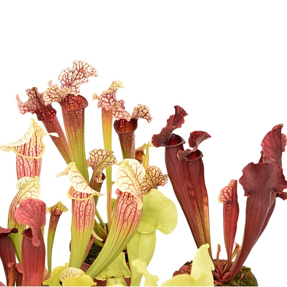 Pakket Sarracenia hybriden winterhard groot