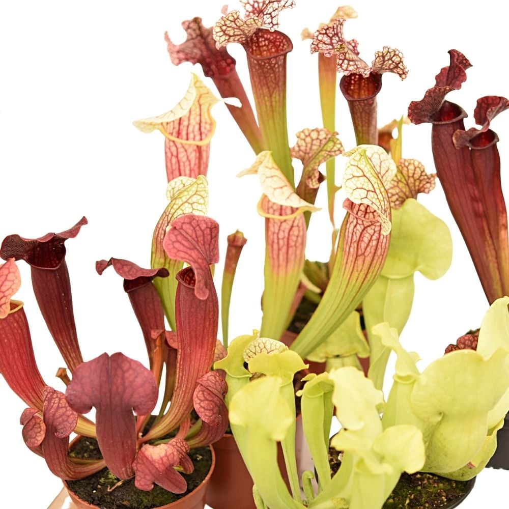 Pakket Sarracenia hybriden winterhard groot