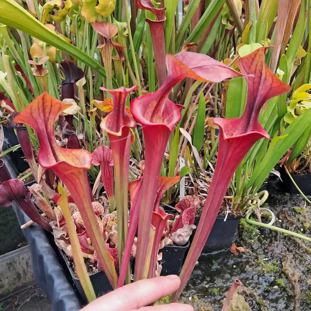'Waccamaw' x 'Waccamaw' (dwarf form)