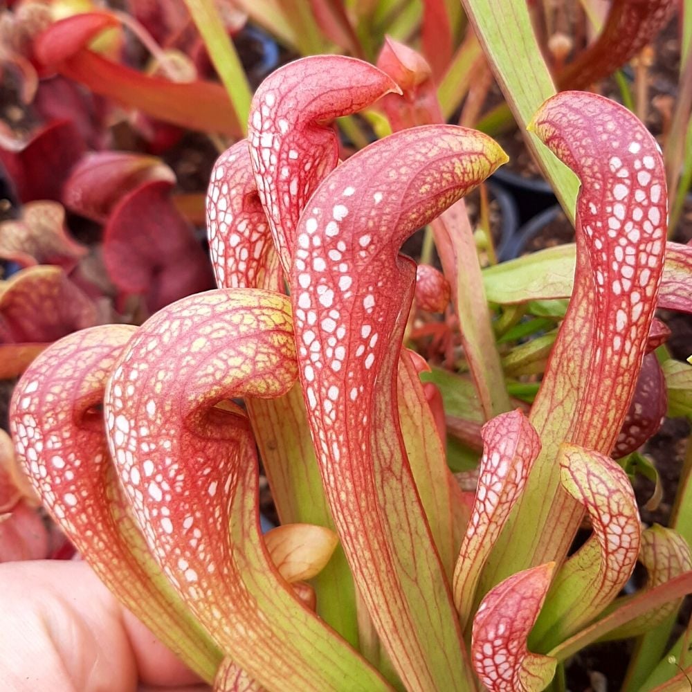 x formosa