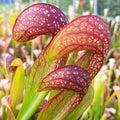 x formosa
