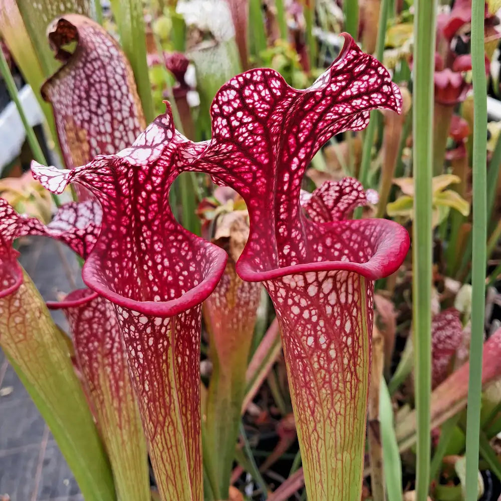 Sarracenia moorei close-up