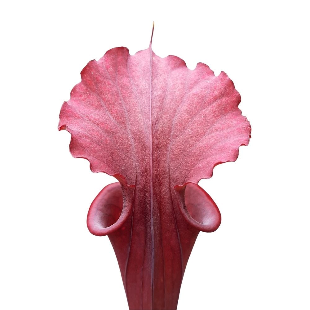 x moorei, red to purple coloured- Dr E König, Clone 1