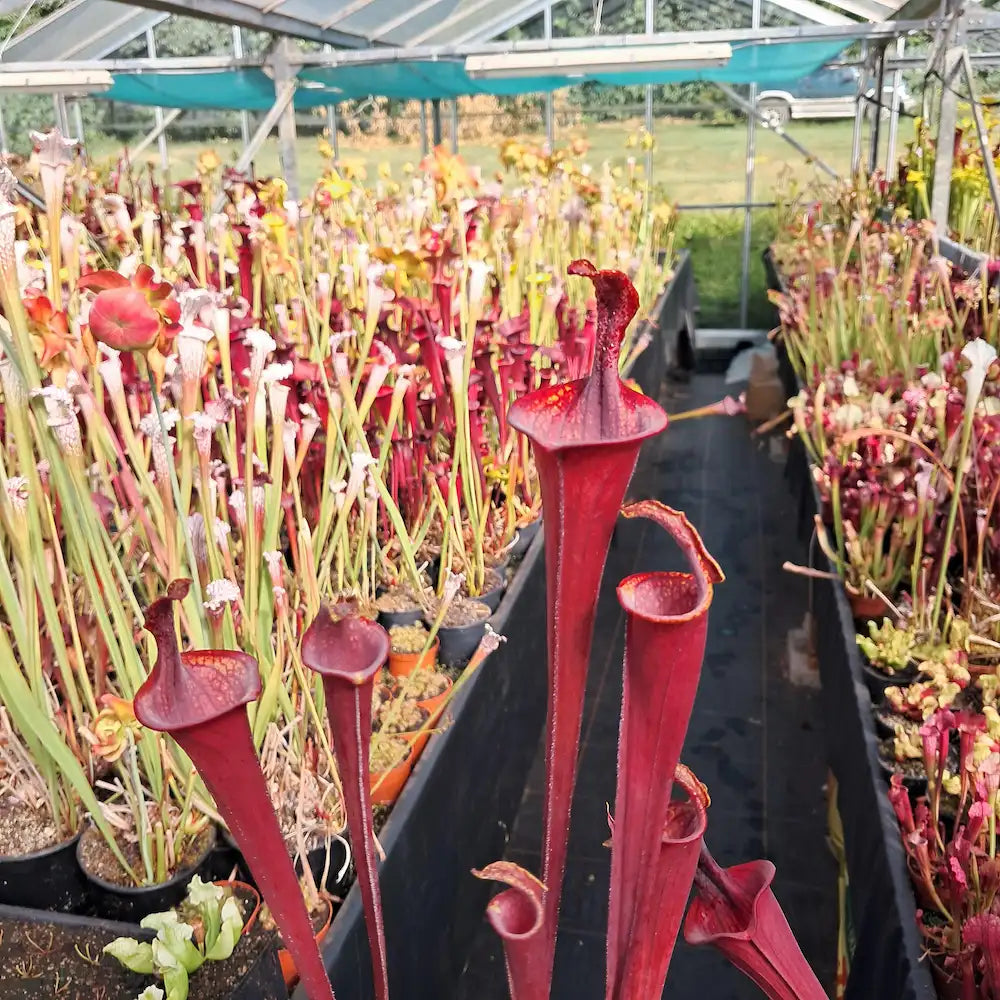 var. atropurpurea, lidless (seedgrown)