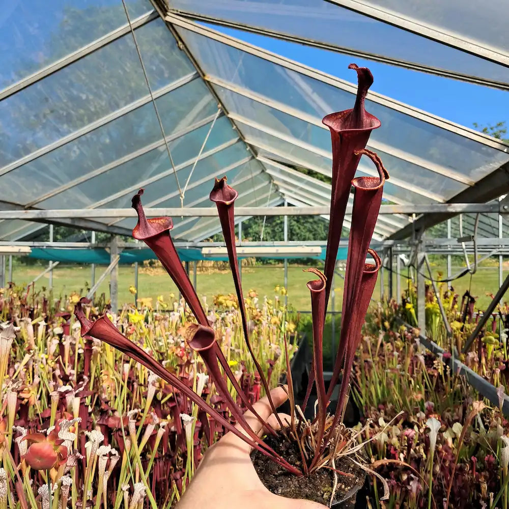 var. atropurpurea, lidless (seedgrown)