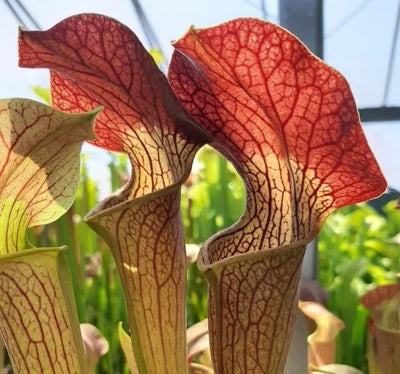 S. alata