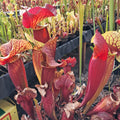 x catesbaei ("Waccamaw" x purpurea)