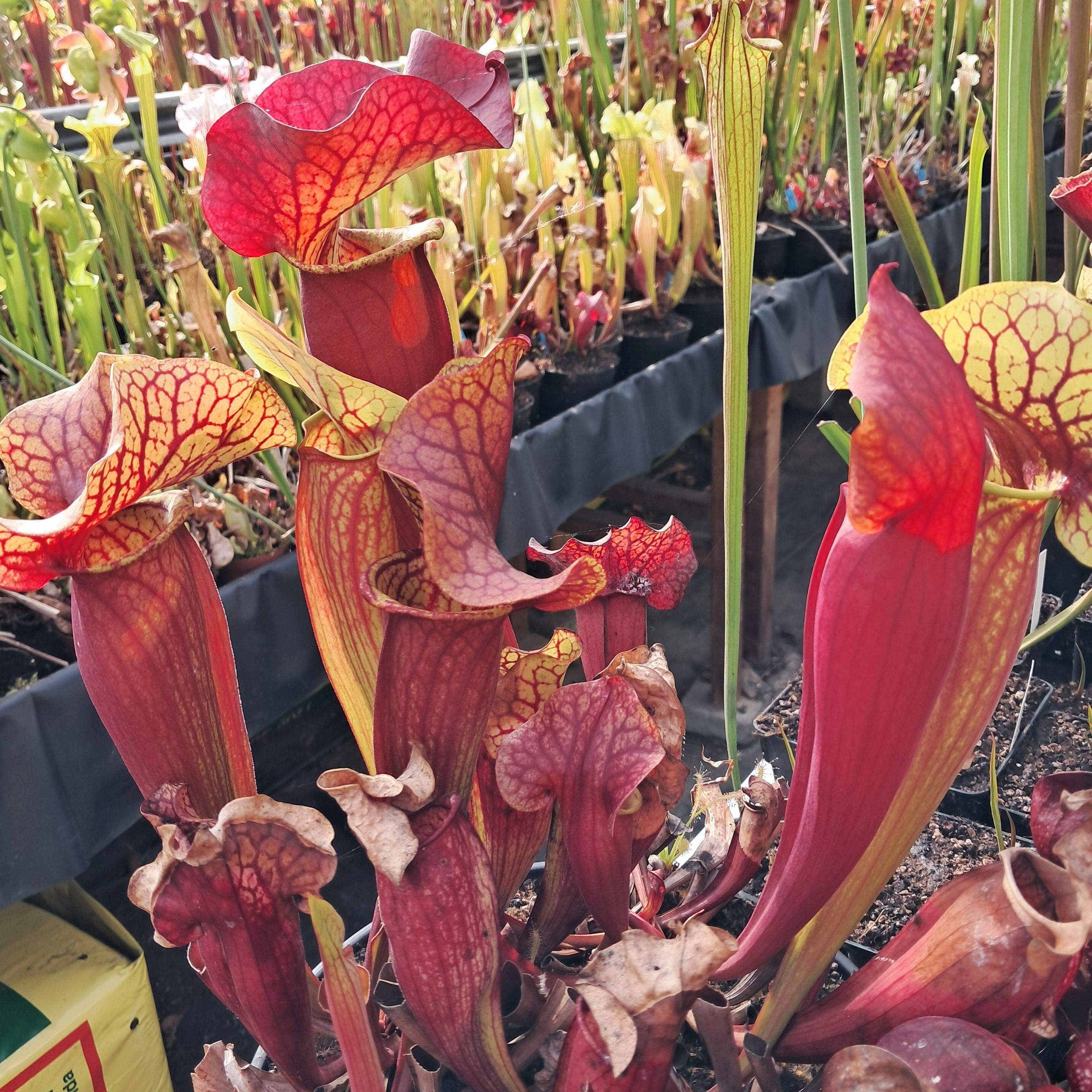 x catesbaei ("Waccamaw" x purpurea)