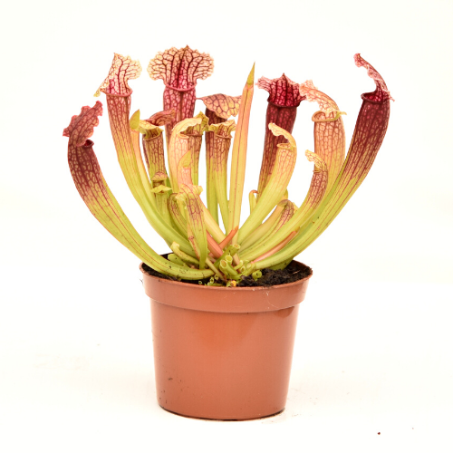 S. 'Fiona'