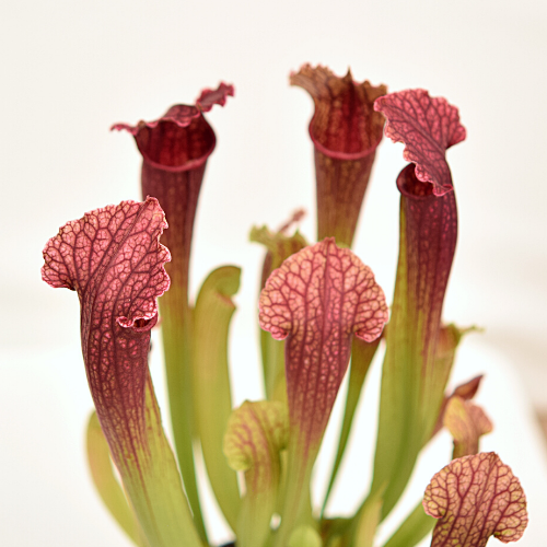S. 'Fiona'