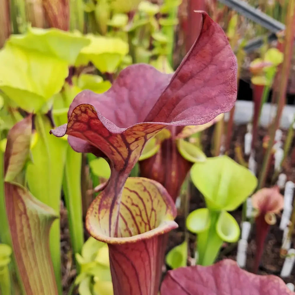 var. atropurpurea, Exum, NC