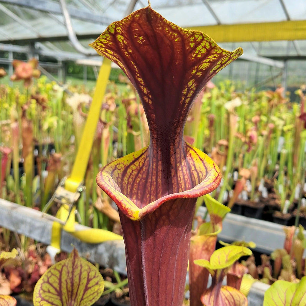 var. atropurpurea Marston Exotics x var. ornata (samengezogen)