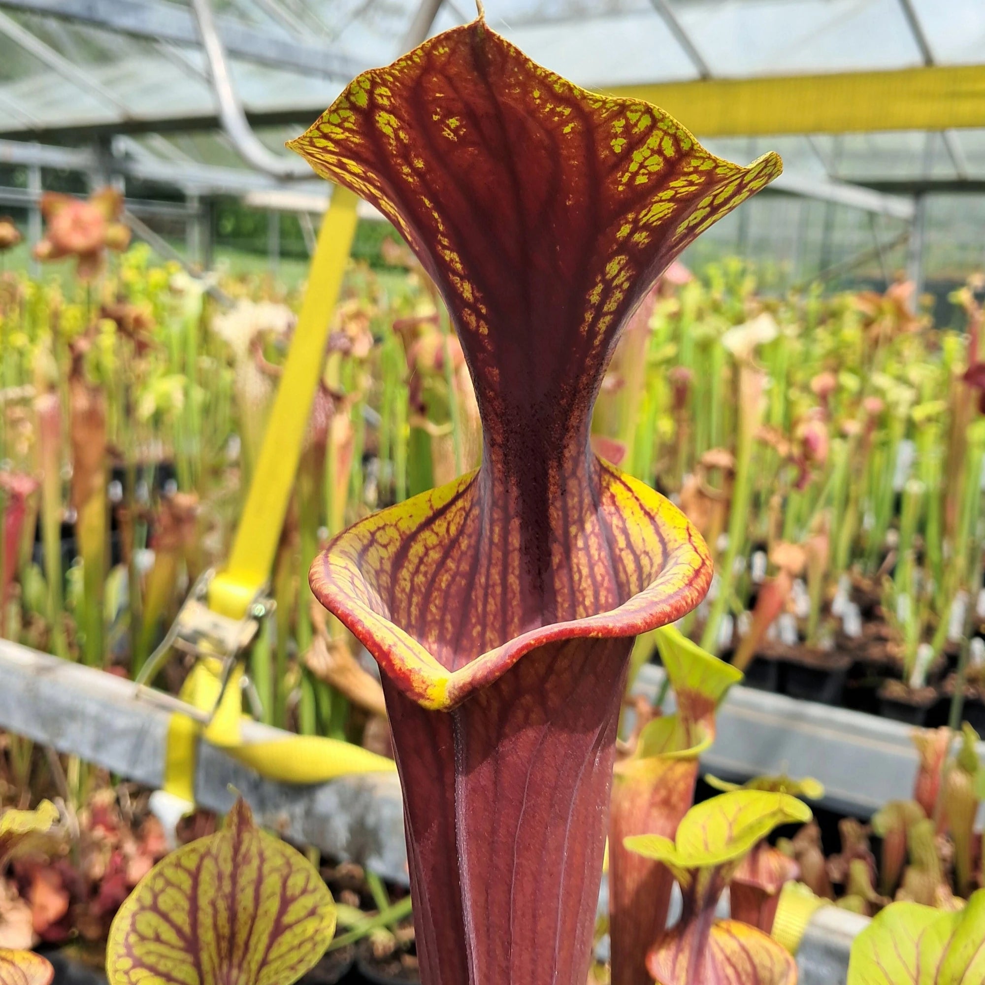 var. atropurpurea Marston Exotics x var. ornata (samengezogen)
