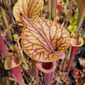 var. atropurpurea Marston Exotics x var. ornata (samengezogen)