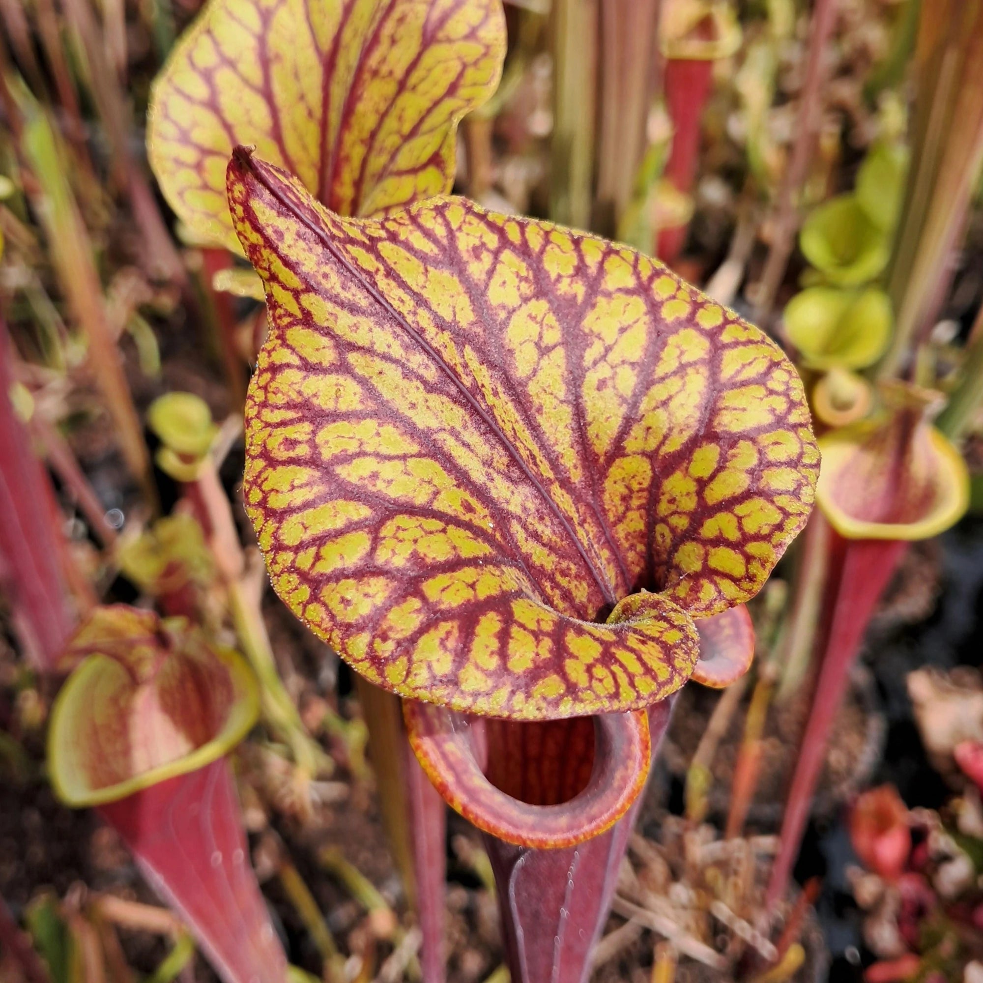 var. atropurpurea Marston Exotics x var. ornata (samengezogen)