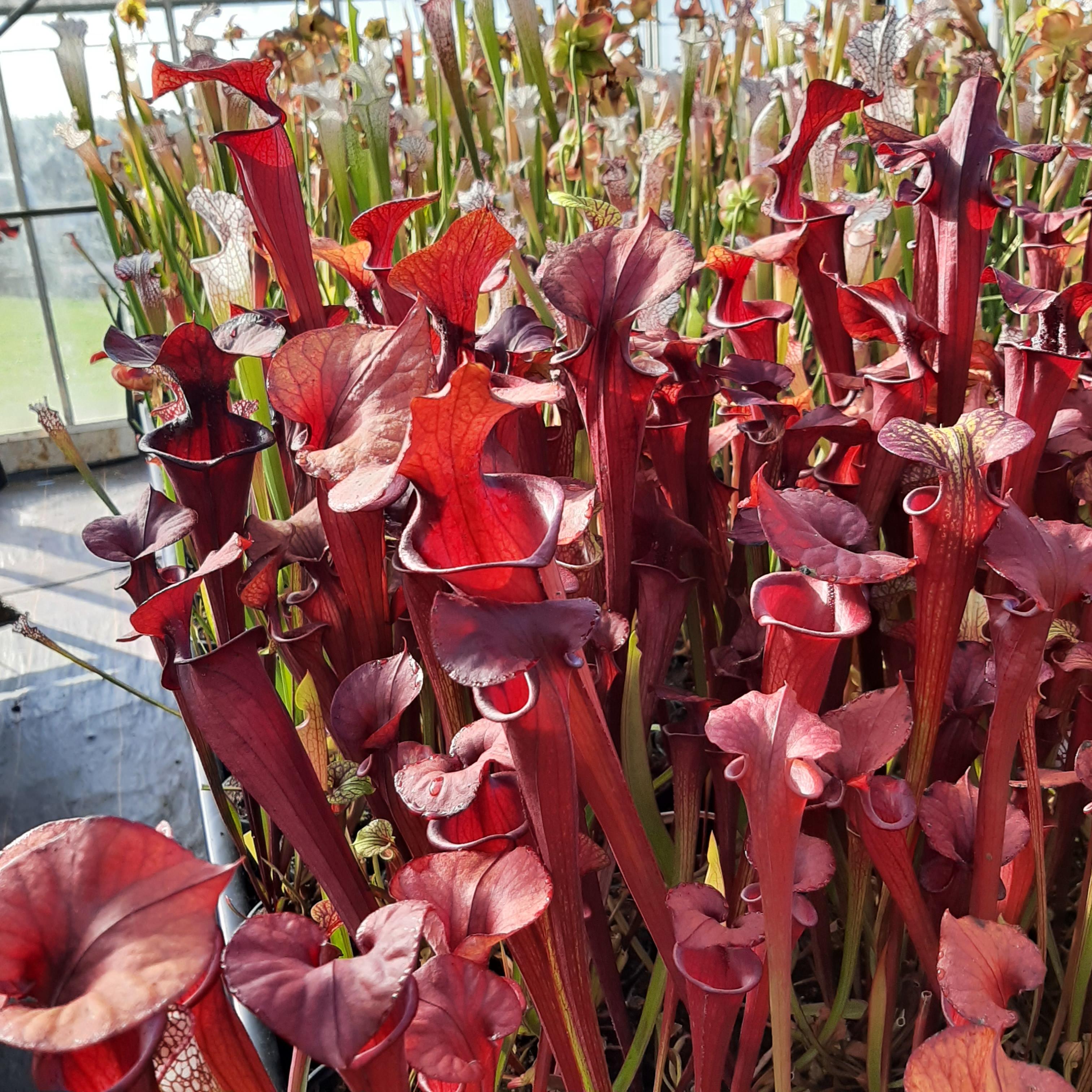 var. atropurpurea (seedgrown of M. Srba best clones)