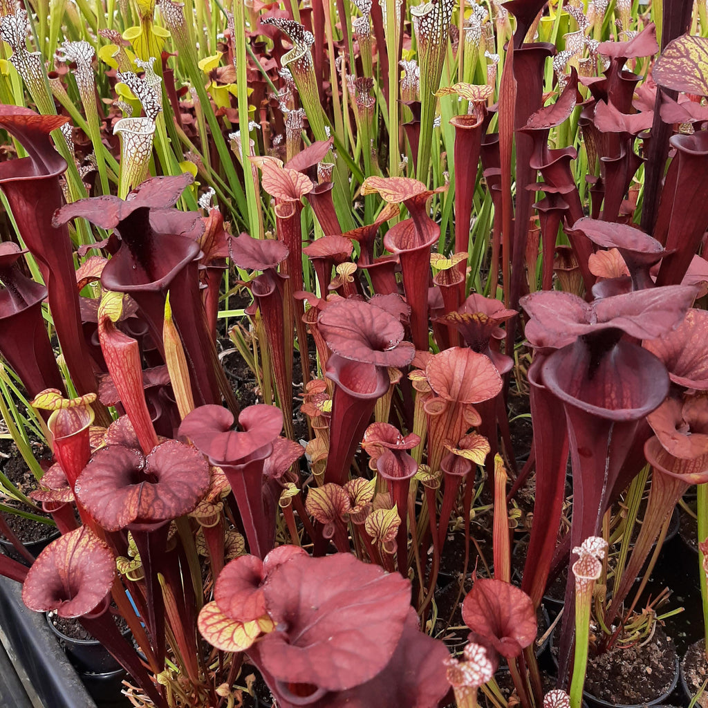 var. atropurpurea (seedgrown of M. Srba best clones)