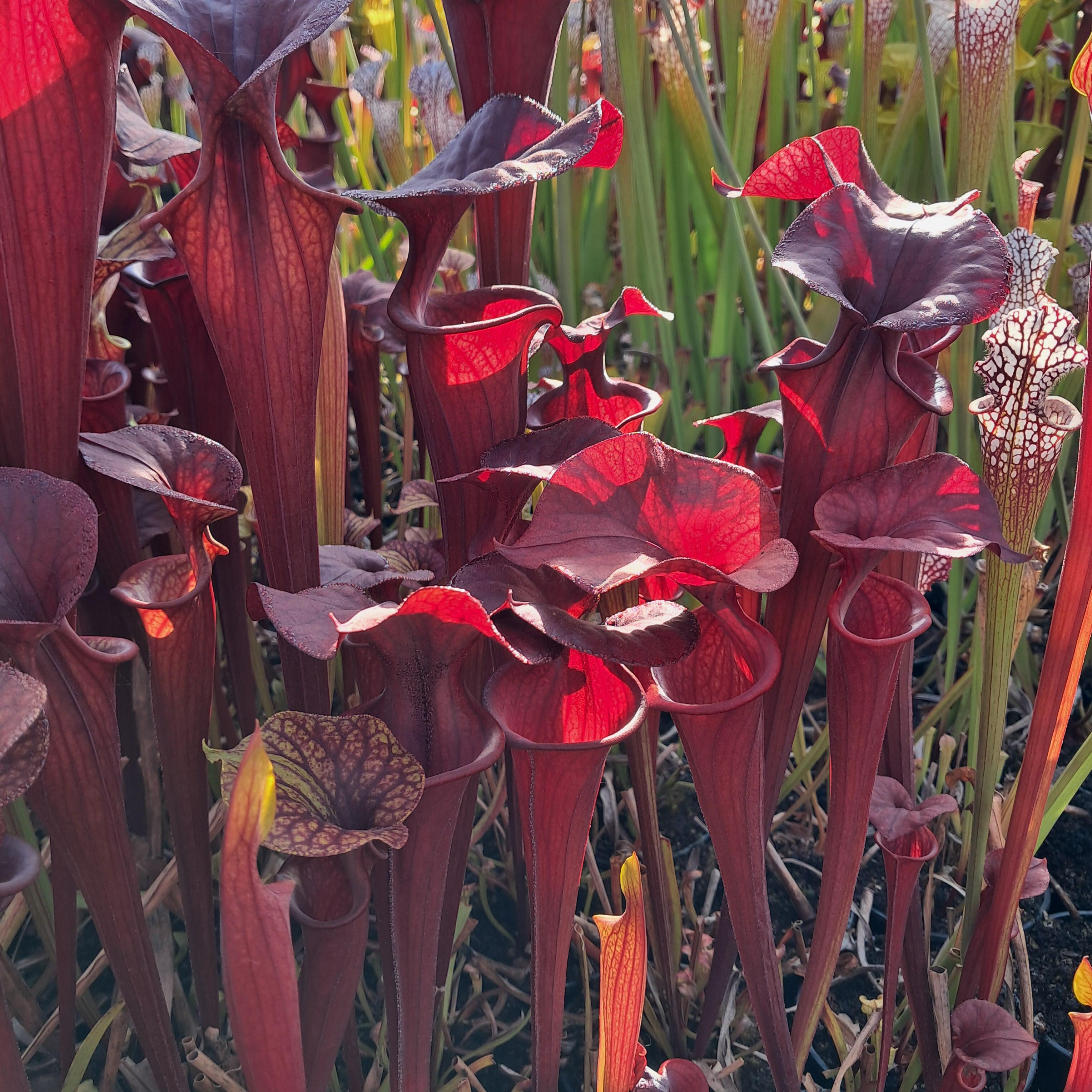 var. atropurpurea (seedgrown of M. Srba best clones)