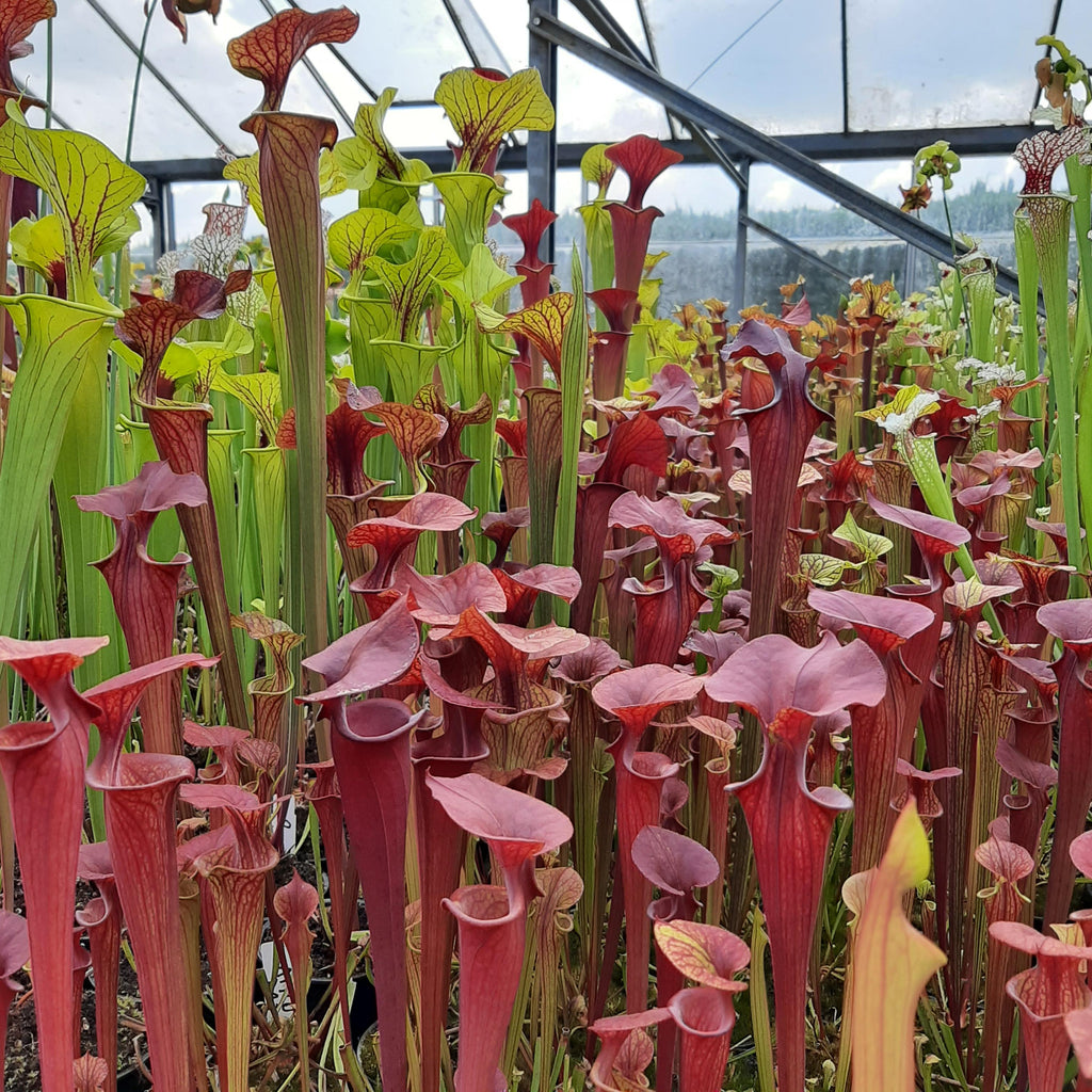 var. atropurpurea (seedgrown of M. Srba best clones)