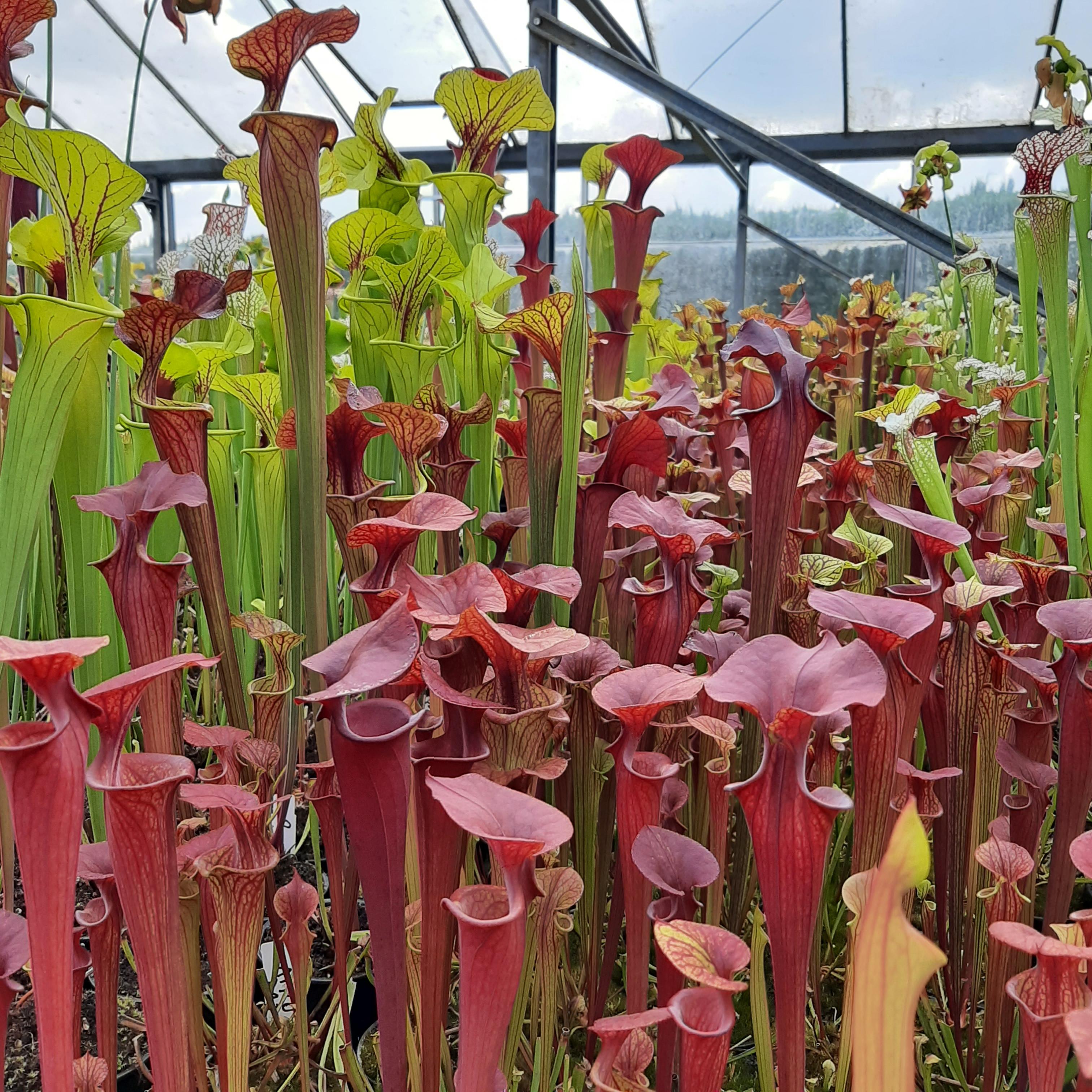 var. atropurpurea (seedgrown of M. Srba best clones)