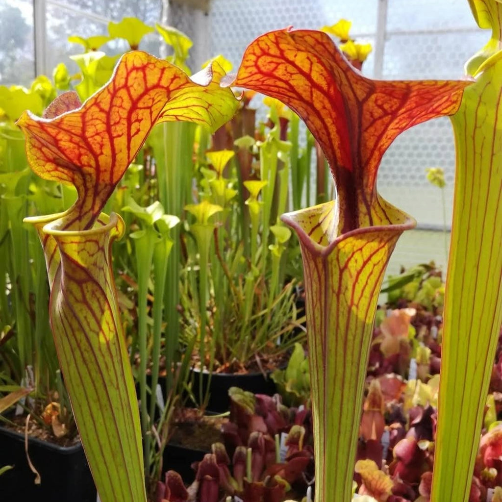 var. atropurpurea, Exum, NC