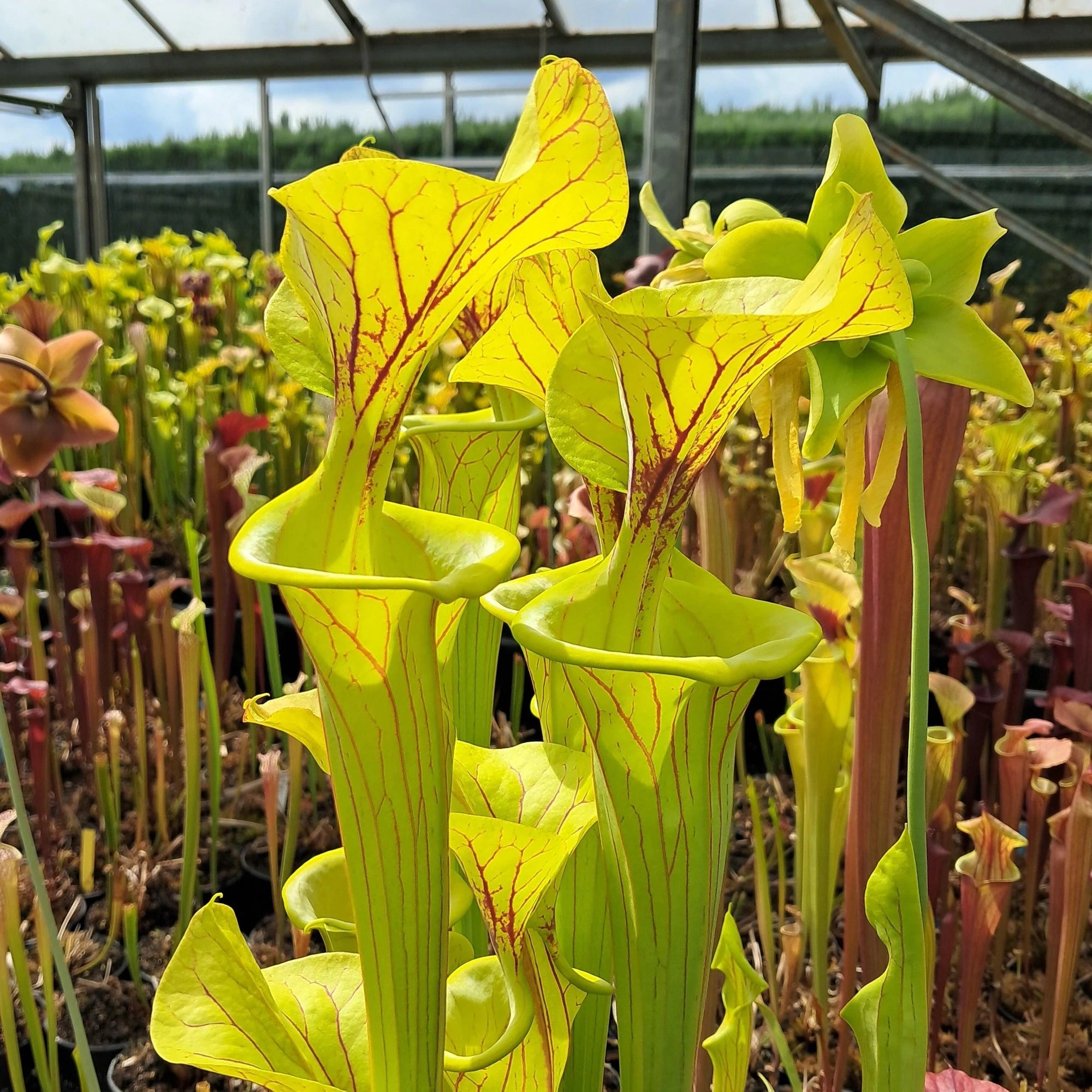 var. flava, Dinwiddie, Virginia MKF6