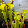 var. maxima, Dinwiddie (I. Salter)